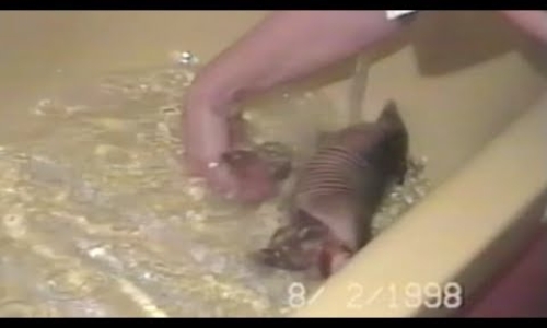 Baby Armadillo Enjoying a Bath