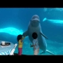 Beluga Whale Trying to Scare Kids