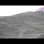 Grizzly Bear Rolls Down Hill