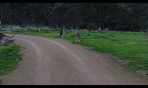 Bicyclist Comes Across Kangaroo Horde