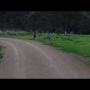 Bicyclist Comes Across Kangaroo Horde