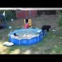Family Of Bears Taking A Dip In The Pool