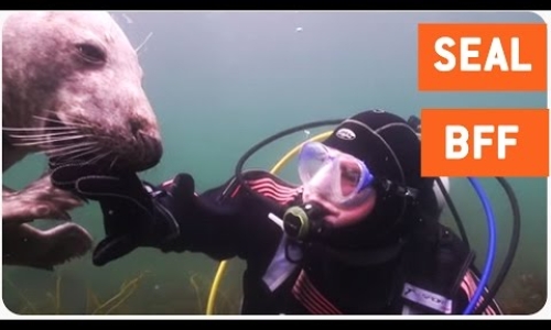 Friendliest Seal Ever