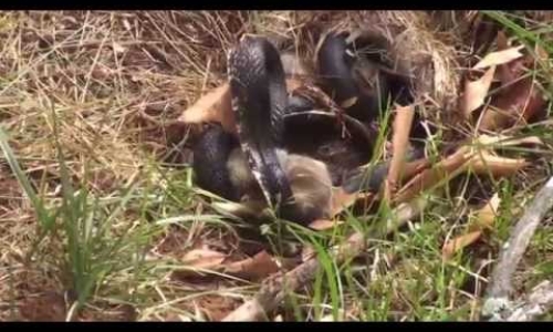 Brave mommy rabbit fights snake