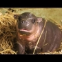 Cutest Baby Hippo is Born