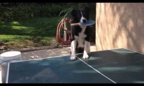 Dog Plays Ping Pong Better Than Humans