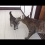 Kitten Meets 9 Cats For The First Time