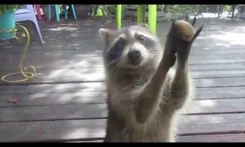 Clever Raccoon Knocks On Door And Begs For Food