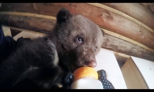 Adorable Baby Bears Being Bottle Fed