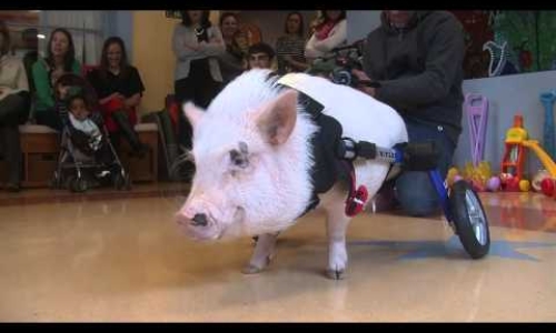 Chris P. Bacon The Pig Helps Sick Kids