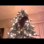 Uh Oh! Cat Meets Christmas Tree