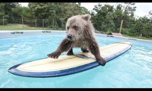 Baby bear on surfboard