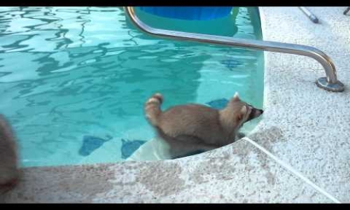 Raccoon Cools Off In A Swimming Pool