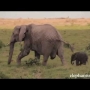 Humans Saving Newborn Elephant
