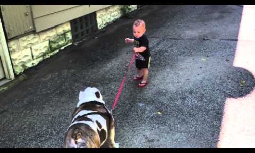 11 Month Old Trying To Walk A Bulldog