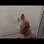 Dog Tries To Eat Rain