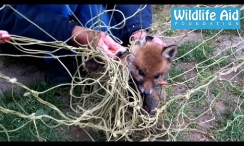 Baby Fox Tangled In Net