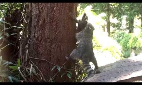 Momma raccoon teaching baby to climb tree