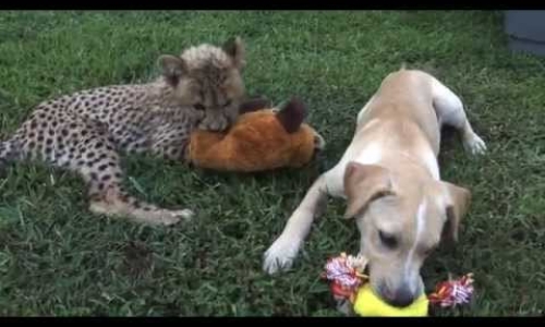 Cheetah And Puppy Become Best Friends