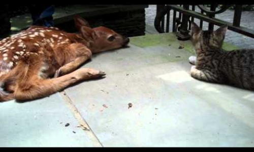 Kitten Plays With Newborn Deer