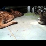Kitten Plays With Newborn Deer