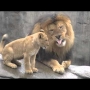 Lion Cubs Annoy Their Dad