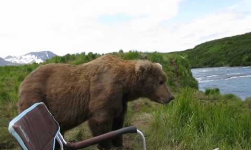 Close Call With A Brown Bear