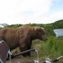 Close Call With A Brown Bear