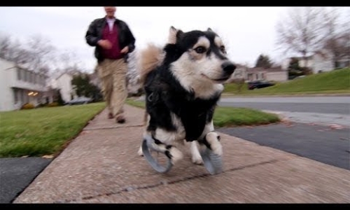 Disabled Dog Runs For The First Time