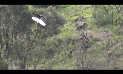 Eagle Takes Down Drone