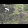 Eagle Takes Down Drone